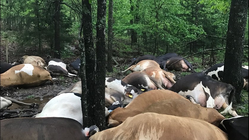 Farmer Finds Pasture Empty Sees All 32 Dead Cows In One Big Pile