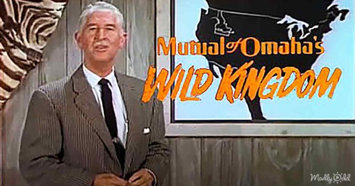 Og 60s Kids Will Remember Mutual Of Omahas Wild Kingdom With Marlin Perkins 732x384 11