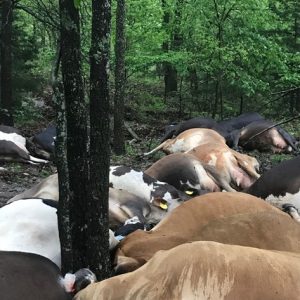 Farmer Finds Pasture Empty Sees All 32 Dead Cows In One Big Pile (1)