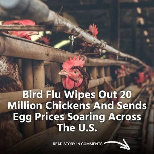 Twenty Million Chickens Are Killed By Bird Flu in the US, Which Also ...