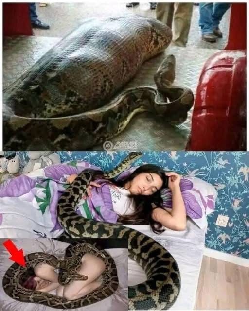 Woman slept with her python every night - News Article