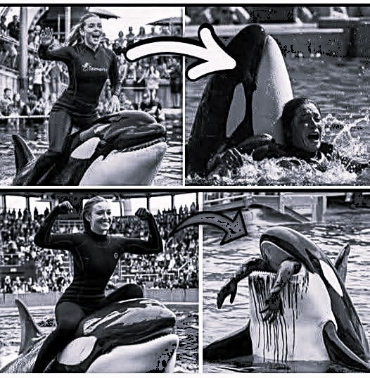 Coach Orca is Destroy by this thing while … see more - News Article
